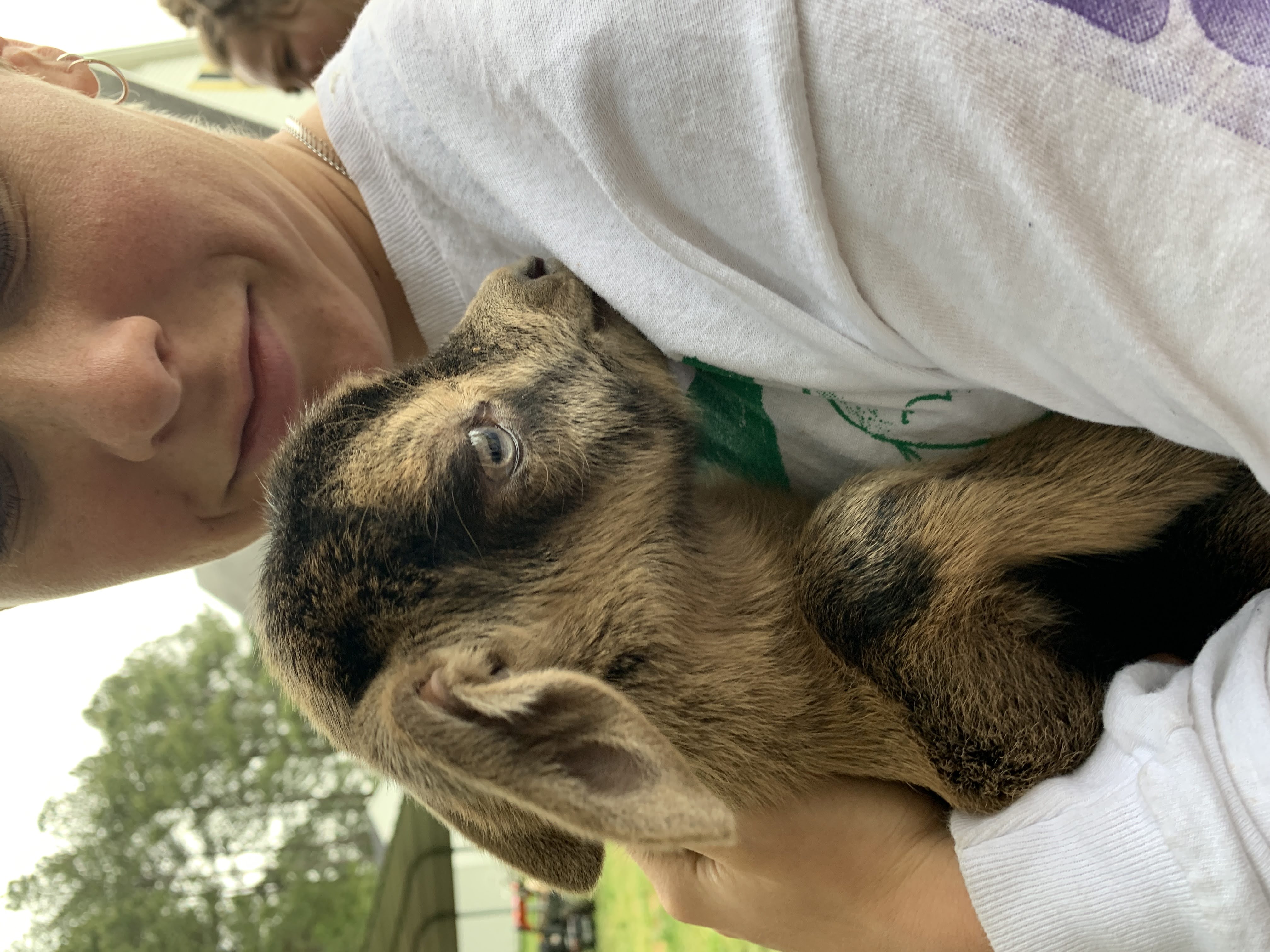 baby goaties